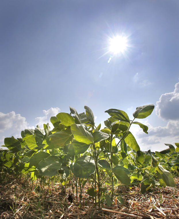 Soybeans